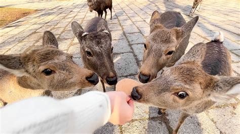 Nara Park: Een Paradijs Voor Hersenpantoffels En Hertenliefhebbers!